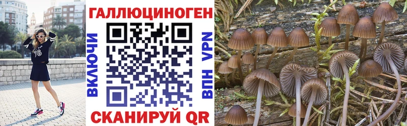 Псилоцибиновые грибы Cubensis  Староминская 